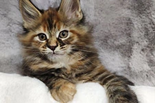 Maine Coon kitten Kamilla StarPaws, color f 25, litter K, 15.09.2020