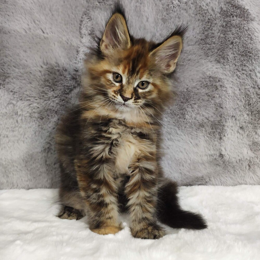 Maine Coon kitten Kamilla StarPaws, color f 25, litter K, 15.09.2020