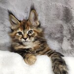 Maine Coon kitten Kamilla StarPaws, color f 25, litter K, 15.09.2020