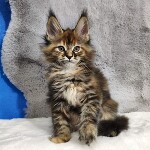 Maine Coon kitten Kamilla StarPaws, color f 25, litter K, 15.09.2020