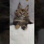 Maine coon kitten Kamilla video 1