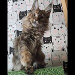Maine coon kitten Kamilla video 2