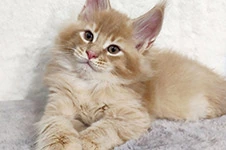 Maine Coon kitten Kevin StarPaws, color e 25, litter K, 15.09.2020