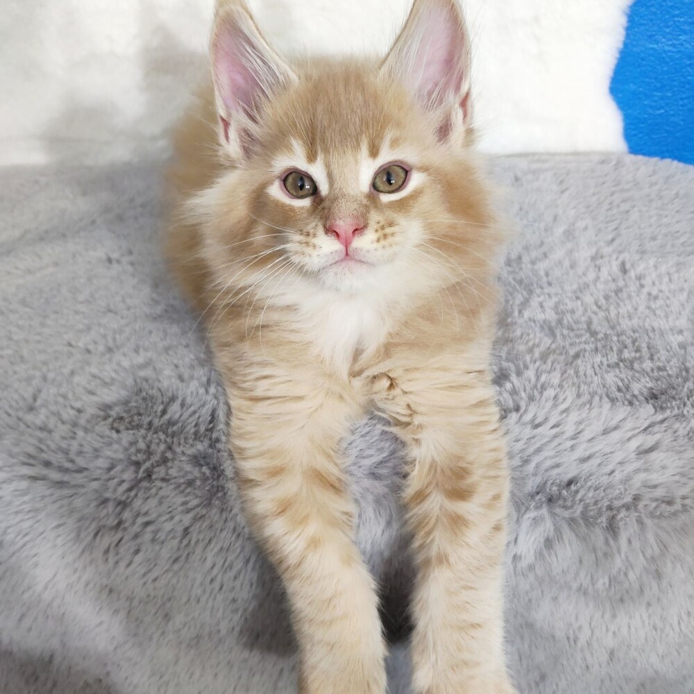 Maine Coon kitten Kevin StarPaws, color e 25, litter K, 15.09.2020