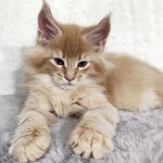 Maine Coon kitten Kevin StarPaws, color e 25, litter K, 15.09.2020