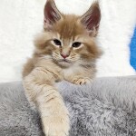 Maine Coon kitten Kevin StarPaws, color e 25, litter K, 15.09.2020