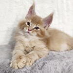 Maine Coon kitten Kevin StarPaws, color e 25, litter K, 15.09.2020