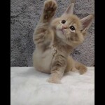 Maine coon kitten Kevin video 1