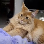 Maine coon kitten Kevin video 2