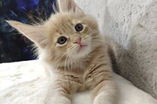 Maine Coon kitten Kira StarPaws, color e 25, litter K, 15.09.2020