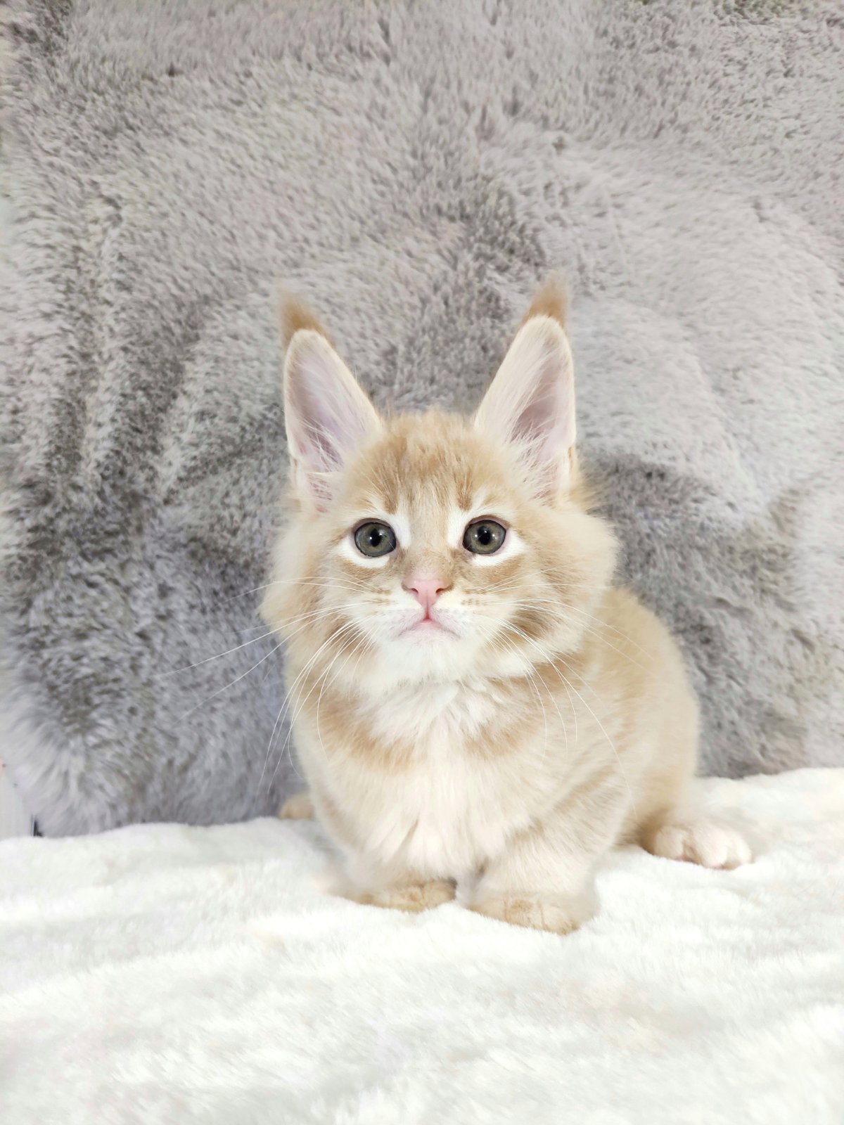 Maine Coon kitten Kira StarPaws, color e 25, litter K, 15.09.2020