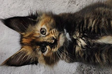 Maine Coon kitten Klava StarPaws, color f, litter K, 15.09.2020