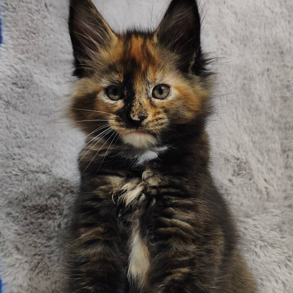 Maine Coon kitten Klava StarPaws, color f, litter K, 15.09.2020