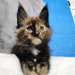 Maine Coon kitten Klava StarPaws, color f, litter K, 15.09.2020