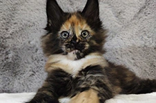 Maine Coon kitten Kora StarPaws, color f, litter K, 15.09.2020