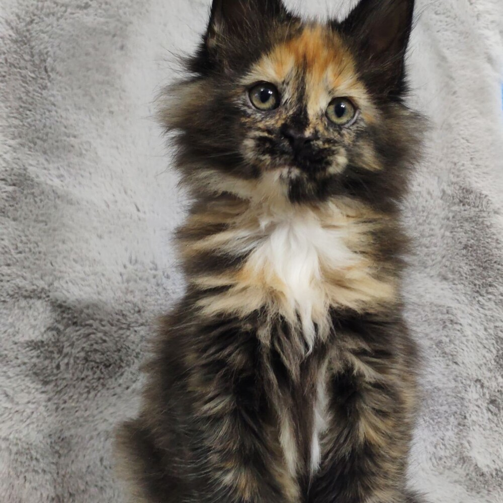 Maine Coon kitten Kora StarPaws, color f, litter K, 15.09.2020