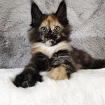 Maine Coon kitten Kora StarPaws, color f, litter K, 15.09.2020