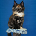 Maine Coon kitten Kora StarPaws, color f, litter K, 15.09.2020