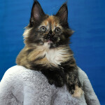 Maine Coon kitten Kora StarPaws, color f, litter K, 15.09.2020