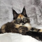 Maine Coon kitten Kora StarPaws, color f, litter K, 15.09.2020