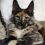Maine Coon kitten Kora StarPaws, color f, litter K, 15.09.2020