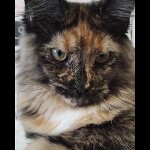 Maine coon kitten Kora video 1