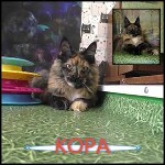 Maine coon kitten Kora video 2