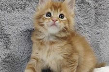 Maine Coon kitten Ksyusha StarPaws, color d 25, litter K, 15.09.2020