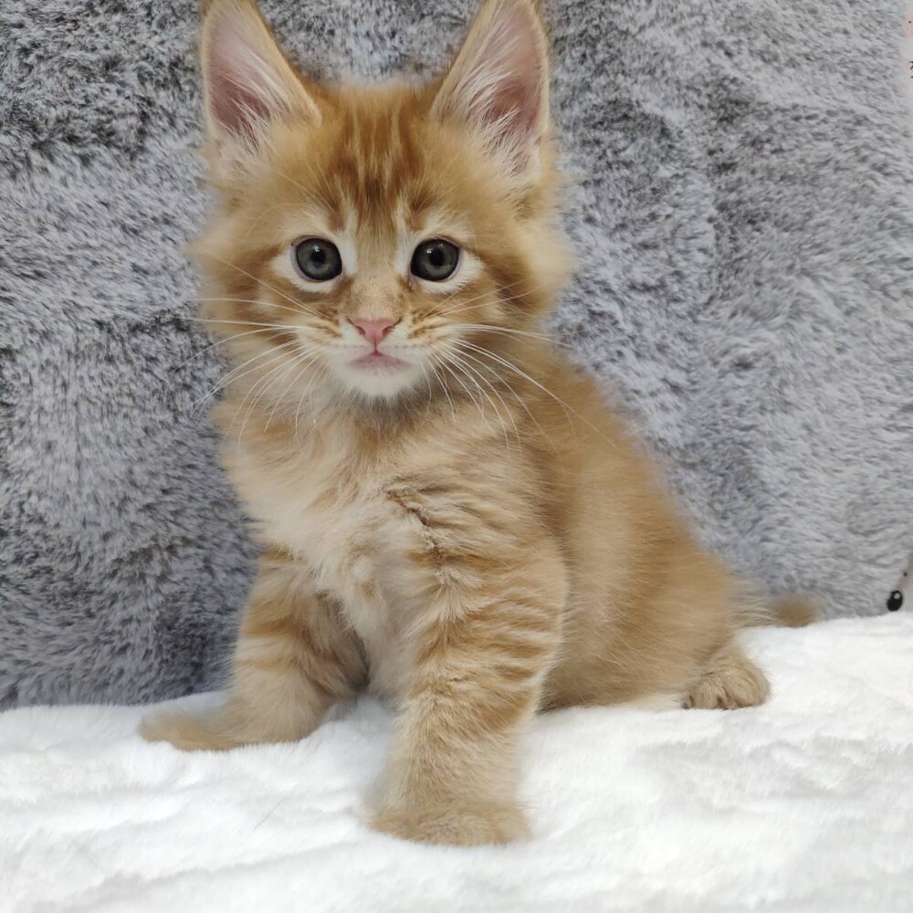 Maine Coon kitten Ksyusha StarPaws, color d 25, litter K, 15.09.2020