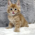 Maine Coon kitten Ksyusha StarPaws, color d 25, litter K, 15.09.2020
