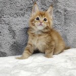 Maine Coon kitten Ksyusha StarPaws, color d 25, litter K, 15.09.2020