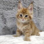 Maine Coon kitten Ksyusha StarPaws, color d 25, litter K, 15.09.2020