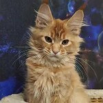 Maine coon kitten Ksyusha video 1