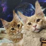 Maine Coon kittens StarPaws, litter K, 15.09.2020