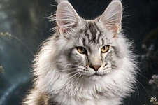 Maine Coon kitten Kailas StarPaws, color ns 25, litter K1, 03.02.2024