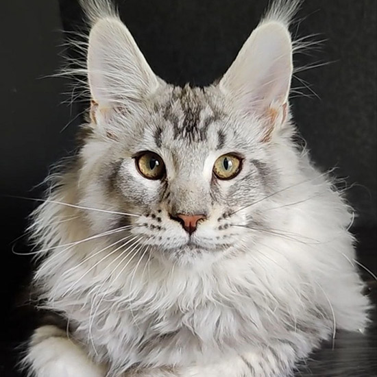 Maine Coon kitten Kailas StarPaws, color ns 25, litter K1, 03.02.2024