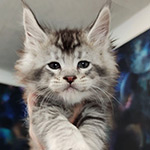 Maine Coon kitten Kailas StarPaws, color ns 25, litter K1, 03.02.2024