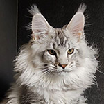 Maine Coon kitten Kailas StarPaws, color ns 25, litter K1, 03.02.2024