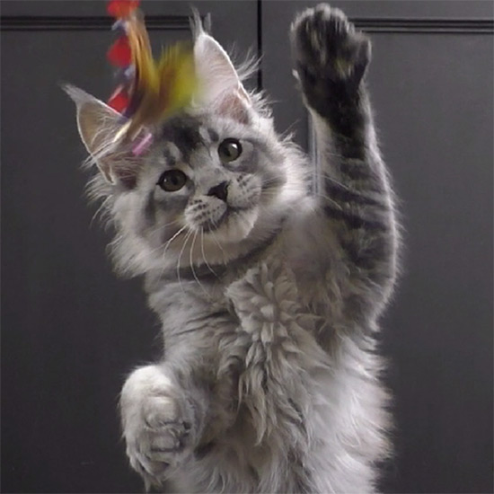 Maine Coon kitten Kaira_Kenara StarPaws, color ns 25, litter K1, 03.02.2024