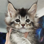 Maine Coon kitten Kaira_Kenara StarPaws, color ns 25, litter K1, 03.02.2024