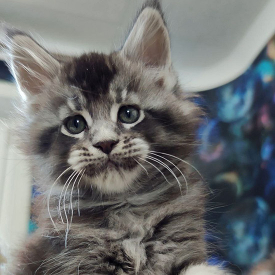 Maine Coon kitten King StarPaws, color ns 25, litter K1, 03.02.2024