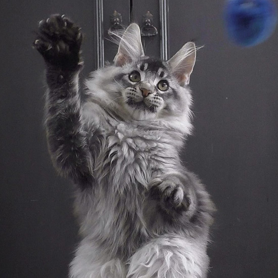 Maine Coon kitten Kira StarPaws, color ns 25, litter K1, 03.02.2024