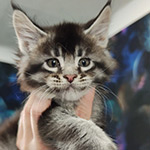 Maine Coon kitten Kira StarPaws, color ns 25, litter K1, 03.02.2024