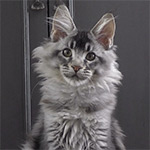 Maine Coon kitten Kira StarPaws, color ns 25, litter K1, 03.02.2024
