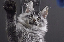 Maine Coon kitten Kira StarPaws, color ns 25, litter K1, 03.02.2024