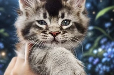Maine Coon kitten Kris StarPaws, color ns 25, litter K1, 03.02.2024