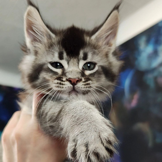 Maine Coon kitten Kris StarPaws, color ns 25, litter K1, 03.02.2024