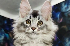 Maine Coon kitten Ksyusha StarPaws, color ns 25, litter K1, 03.02.2024