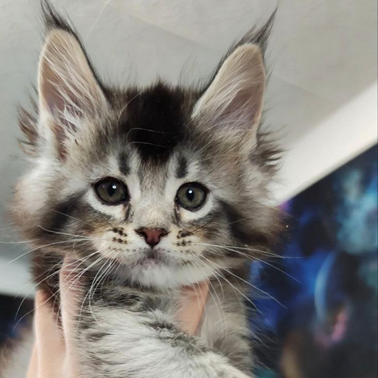 Maine Coon kitten Ksyusha StarPaws, color ns 25, litter K1, 03.02.2024