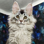 Maine Coon kitten Ksyusha StarPaws, color ns 25, litter K1, 03.02.2024